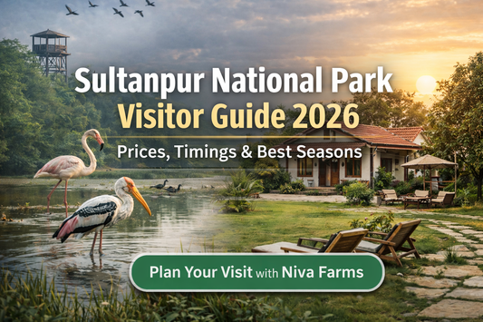 Sultanpur National Park Visitor Guide: Timings, Entry Fees & Best Time to Visit (2026)